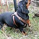 Accessories for Pets: Harness for dog. Dachshund. Harness for pets. MILANO. Online shopping on My Livemaster.  Фото №2