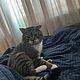 Заказать Котик Джексон. Николай (masterstal). Ярмарка Мастеров. . Скульптуры Фото №3