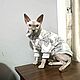 Clothing for cats 'Super zig-zag Fur coat', Pet clothes, Biisk,  Фото №1