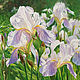 the painting 'Irises', Pictures, Rostov-on-Don,  Фото №1