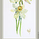 watercolor. Watercolor miniature. flowers. daffodils. Pictures. ArtShipilina. Online shopping on My Livemaster.  Фото №2