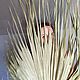 Лист пальмы Вашингтония 150 см. Цветы сухие и стабилизированные. Семейные травы. Интернет-магазин Ярмарка Мастеров.  Фото №2