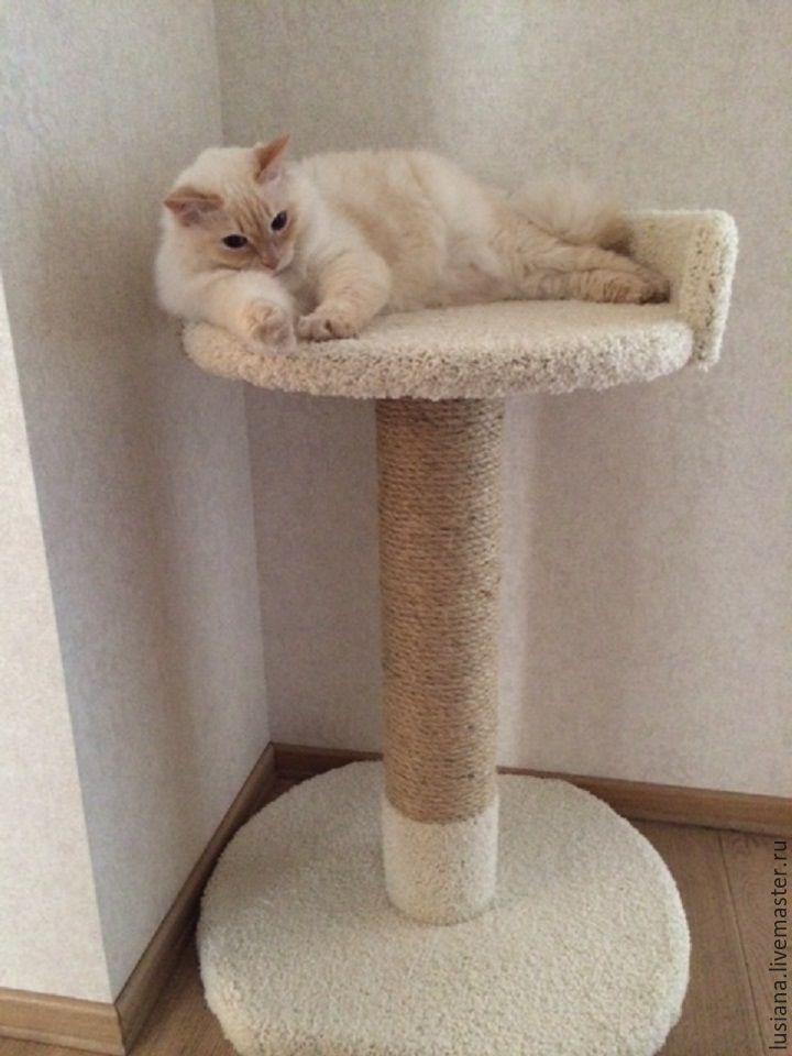 Cat Bed And Scratching Post Photos All