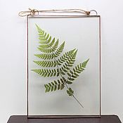 Для дома и интерьера handmade. Livemaster - original item the herbarium in the glass. the herbarium in the frame. Fern. Handmade.