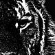 'The power of the wild ' - Tiger. Fine art photographs. Artgrafika. Online shopping on My Livemaster.  Фото №2
