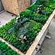 Панно из мха с растениями 40*40см. Фитокартины. Green.Box. Интернет-магазин Ярмарка Мастеров.  Фото №2