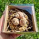 Магнит-украшение из ракушек Ракушка. Магниты. Декоринка (decorinka). Ярмарка Мастеров.  Фото №5