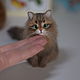 Пушистая кошечка. Работа по фото питомца.Войлочная игрушка. Войлочная игрушка. Войлочные зверики Людмилы Демидович. Ярмарка Мастеров.  Фото №5