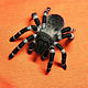 Brooch 'Spider' 3, Brooches, Moscow,  Фото №1