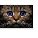 Картина Алмазная живопись "Синеглазый кот". Картины. Картины на заказ. Интернет-магазин Ярмарка Мастеров.  Фото №2