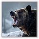 Медведь. Картина на холсте, Фотокартины, Москва,  Фото №1