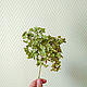 Гортензия сухоцвет натуральная. Сухоцветы для творчества. b.g.shishki - сухоцветы и природный декор. Ярмарка Мастеров.  Фото №4
