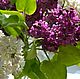 Сирень из полимерной глины. Цветы. Наталья Крячко (nataliovflowers) (nataliovflowers). Ярмарка Мастеров.  Фото №6