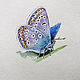 Акварельная работа - бабочка Голубянка