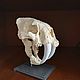 The skull of a saber-toothed tiger. Model. Juicy3D. Online shopping on My Livemaster.  Фото №2