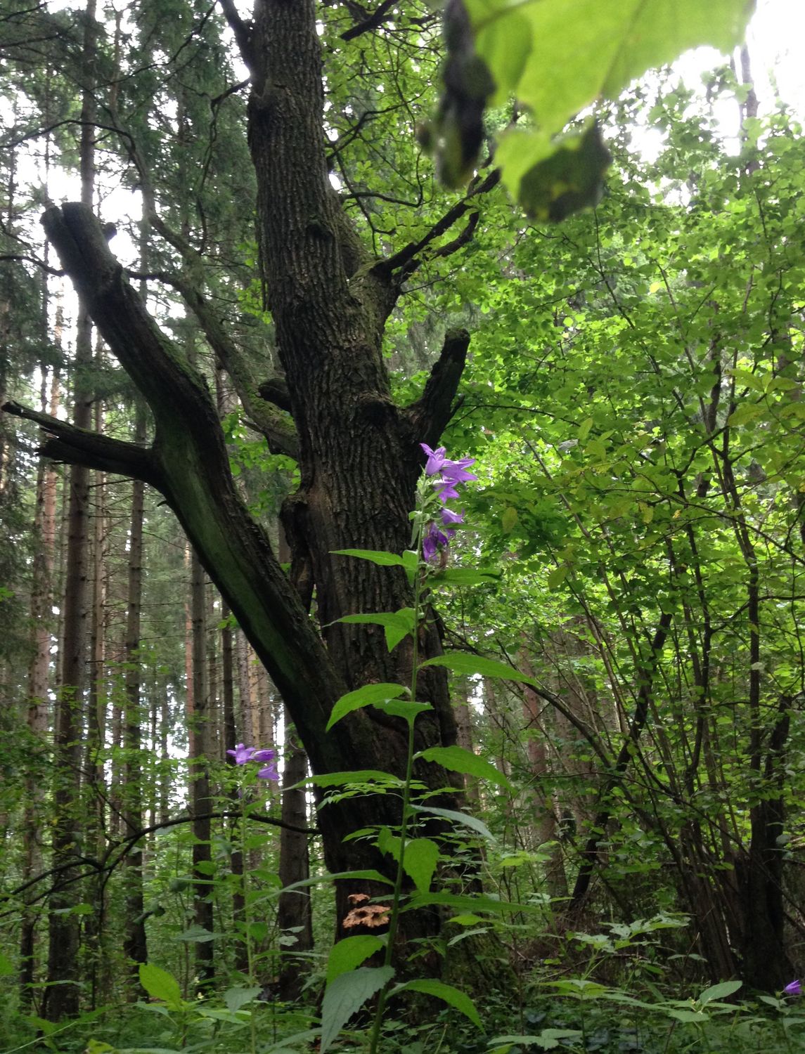В Сказочном Лесу