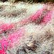 Одеяло супертеплое  «Счастье Охотника» из собачьей шерсти. Одеяла. Живая Нитка (MasterPr). Ярмарка Мастеров.  Фото №5