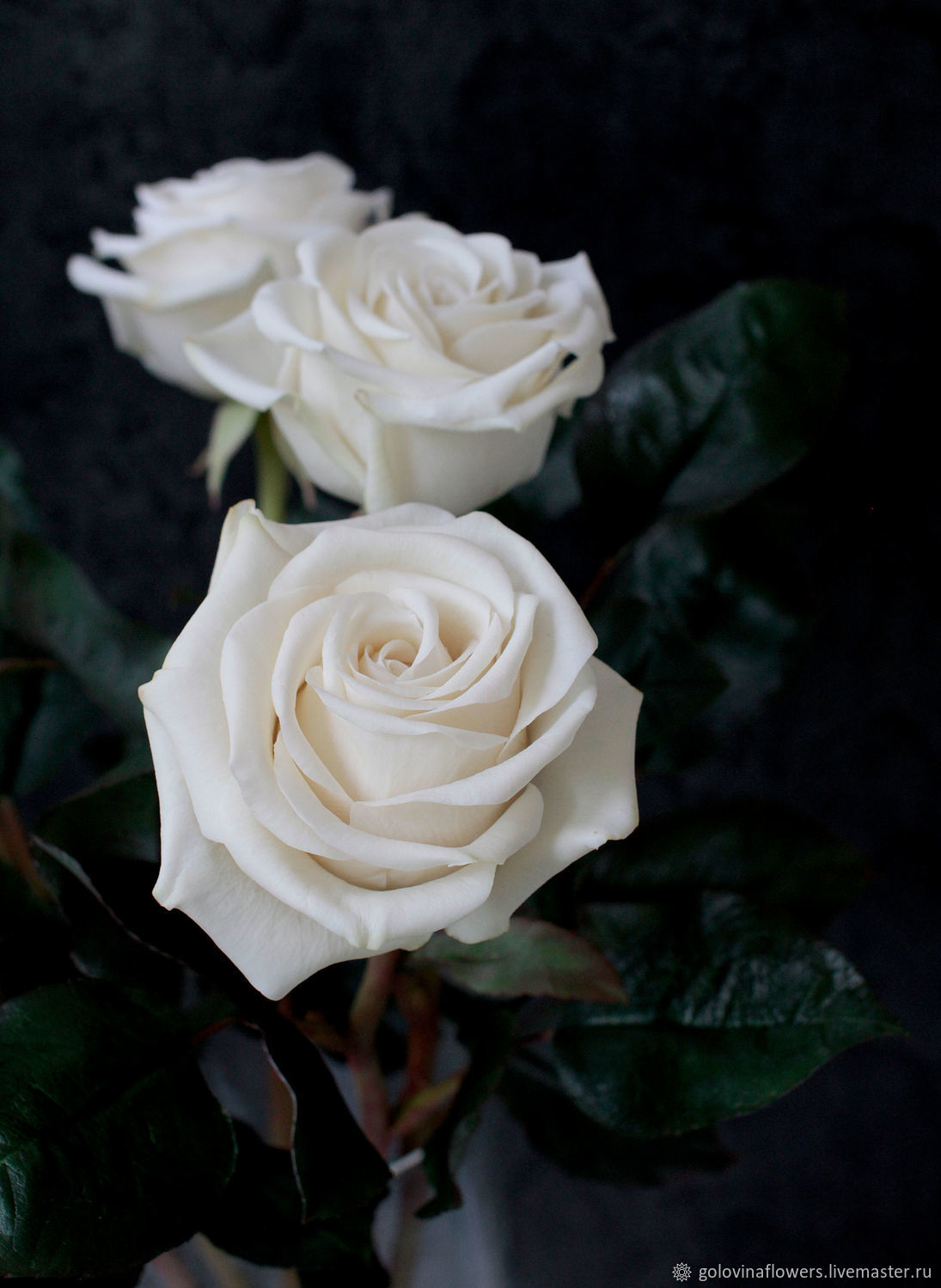 Белые Розы Дома Фото