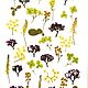 Набор цветов плоской сушки, Сухоцветы для творчества, Грайворон,  Фото №1