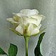 Роза белая из холодного фарфора. Цветы. Цветочный образ. Интернет-магазин Ярмарка Мастеров.  Фото №2