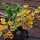 Заказать Орхидея на коряге. floristic-art (niginaa77). Ярмарка Мастеров. . Композиции Фото №3