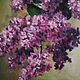 Oil painting Bouquet of lilac. Pictures. Painting by Margarita Drevs. My Livemaster. Фото №5