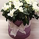 Заказать  Цветущая Азалия в шляпной коробке в подарок. DARK FLORIST Флористика Декор ЦВЕТЫ. Ярмарка Мастеров. . Растения Фото №3