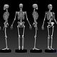  Фигурка Скелет человека мужской. Статуэтки. Высокое 3D искусство. Ярмарка Мастеров.  Фото №5
