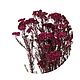 Стабилизированные ветви Helychrisium Diosmifolium Natural Red. Цветы сухие и стабилизированные. Flority. Интернет-магазин Ярмарка Мастеров.  Фото №2