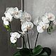  Орхидея фаленопсис из фоамирана. Цветы. Natashaflowers_decor. Ярмарка Мастеров.  Фото №4