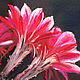 Order  Flowering cactus. Print. Valeria Akulova ART. Livemaster. . Pictures Фото №3