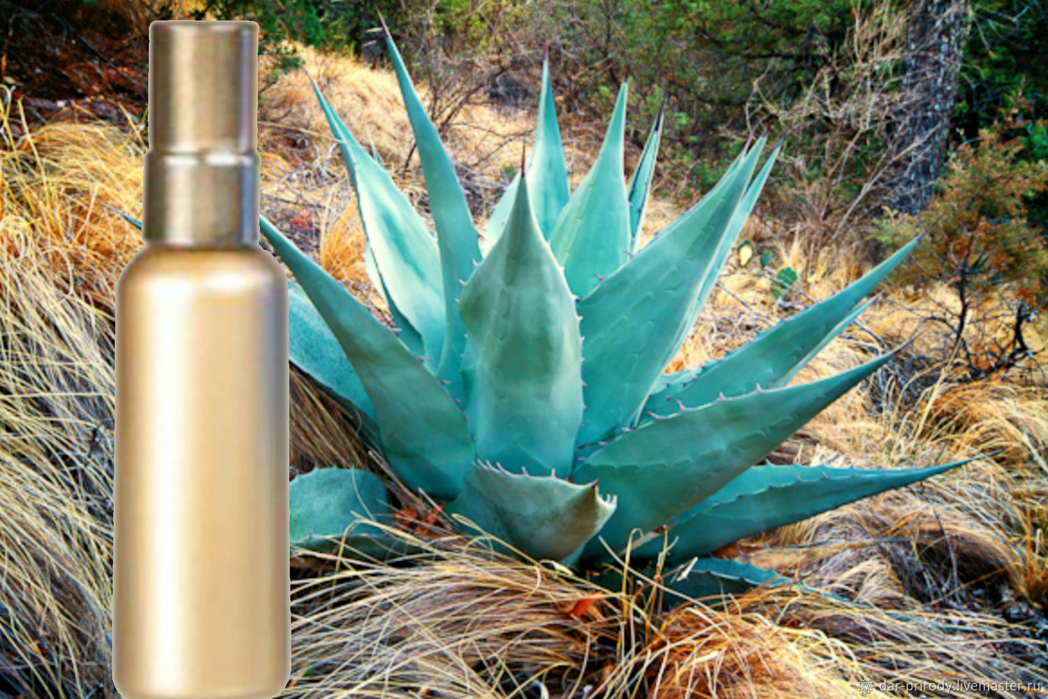 Голуба агава. Агава голубая. Agave Azul. Ага́ва голуба́я. Косметика из голубой Агавы.