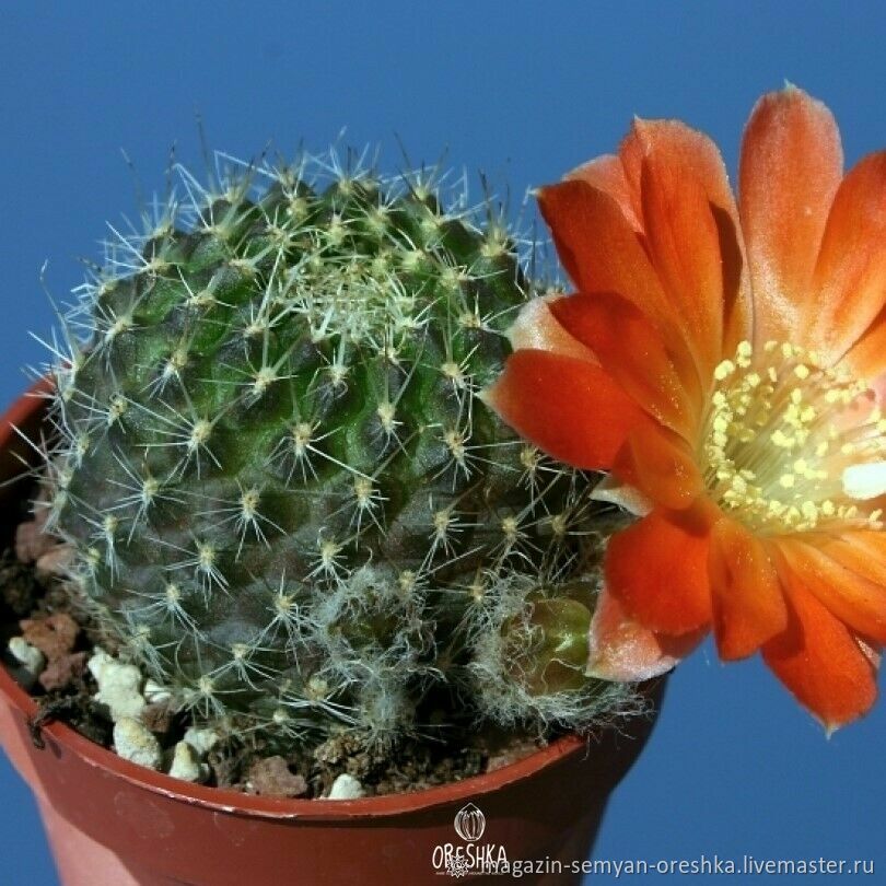 Суккулент Кактус Rebutia xanthocarpa v. aureiflora RW-194 семена 10 ШТ ...