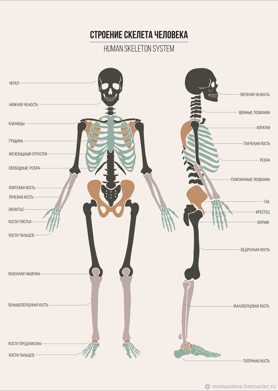Строение скелета человека. Сторонние человека скелет. Строение скелета челове. Плакат строение человека.