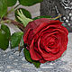 Красная роза из холодного фарфора. Цветы. Радуга подарков Ирина. Ярмарка Мастеров.  Фото №5