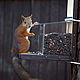 Squirrel feeders transparent ' Perfection', Bird feeders, Moscow,  Фото №1