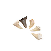 Русский стиль handmade. Livemaster - original item Fossilized shark tooth (2nd grade) 17-27 mm. Handmade.