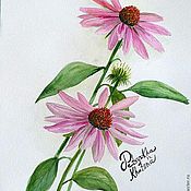 Эхинацея рисунок акварелью