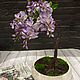 Бонсай глициния. Бонсай. Flowermood-2. Интернет-магазин Ярмарка Мастеров.  Фото №2