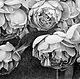Picture of Peony roses, paper, pencil, 34h50. Pictures. vestnikova. Online shopping on My Livemaster.  Фото №2