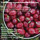  Candlescience США Cranberry Woods/Клюквенный лес 20 гр. Ароматизаторы. SVET.LEY. Интернет-магазин Ярмарка Мастеров.  Фото №2
