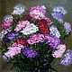 Picture Summer flowers (Turkish carnation), Pictures, Krasnodar,  Фото №1