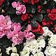  Цветущая Азалия в шляпной коробке в подарок. Растения. DARK FLORIST Флористика Декор ЦВЕТЫ. Интернет-магазин Ярмарка Мастеров.  Фото №2