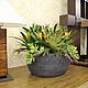 Composition with guzmania in a large ceramic pots, Plants, Moscow,  Фото №1