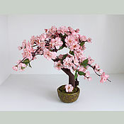 Сакура бонсай Цветущее дерево