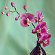 Орхидея Фаленопсис, Цветы, Сарапул,  Фото №1