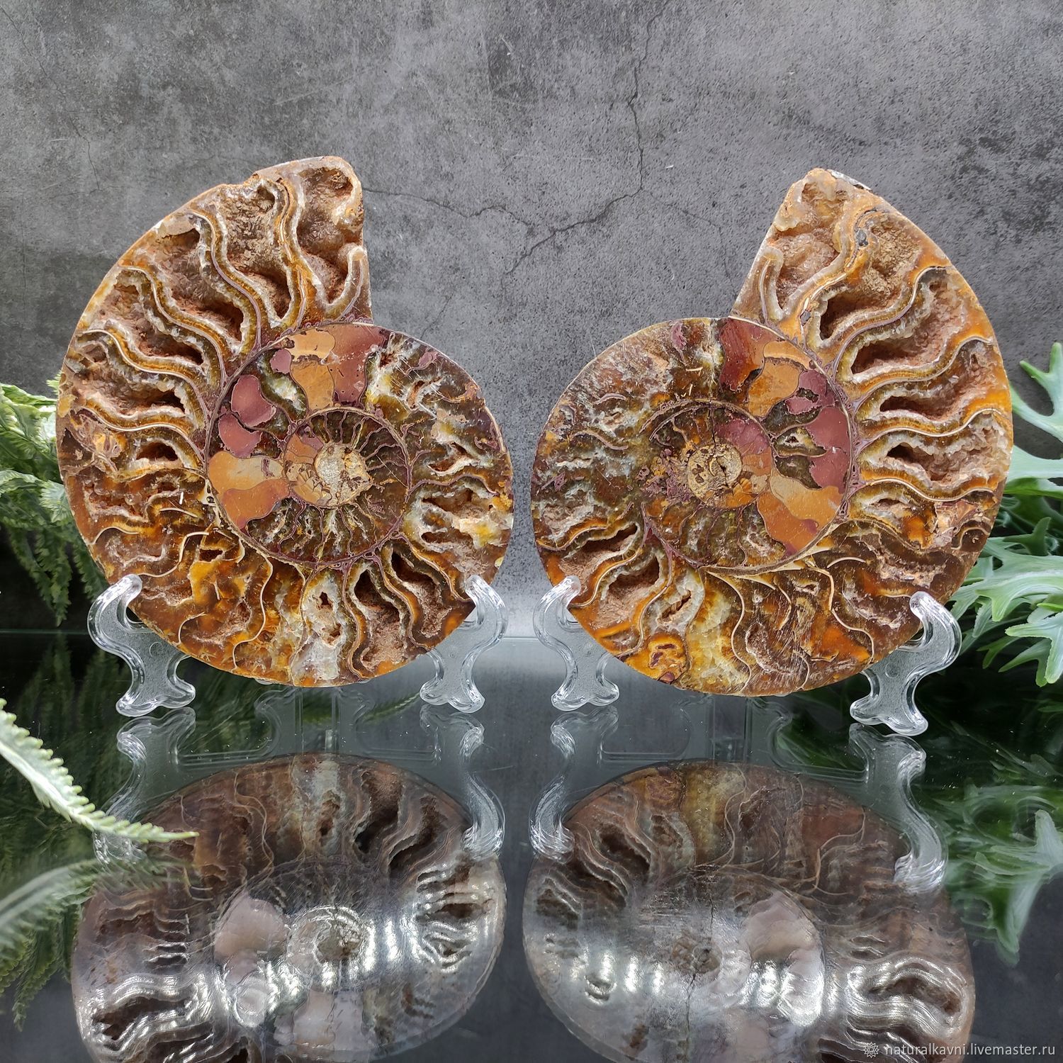 Арт 15024 Аммонит натуральный окаменелость. Необычный подарок арт купить в интернет-магазине Ярмарка Мастеров по цене 4480 ₽ – UM01GRU, Камни, Москва - доставка по России