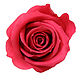 Бутон розы "Bright pink" (Mini). Цветы сухие и стабилизированные. Flority. Интернет-магазин Ярмарка Мастеров.  Фото №2