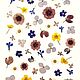 Набор цветов плоской сушки, Сухоцветы для творчества, Грайворон,  Фото №1