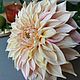 Георгин Cafe au Lait. Полимерная глина (холодный фарфор). Букеты. Lovely flower. Ярмарка Мастеров.  Фото №5
